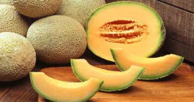 Muskmelon Variety ARKA Siri-TFL