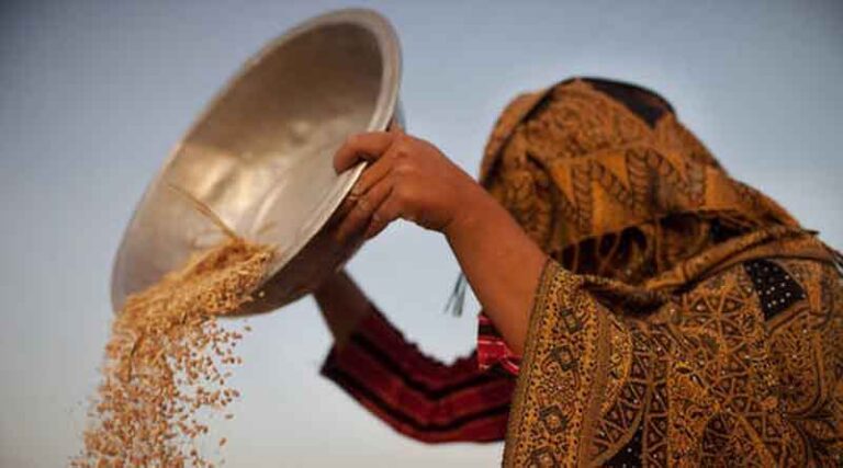 Afghanistan: FAO intensifies support to most vulnerable smallholder farmers affected by drought and earthquake