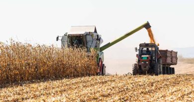 Summer grain harvest increases despite floods