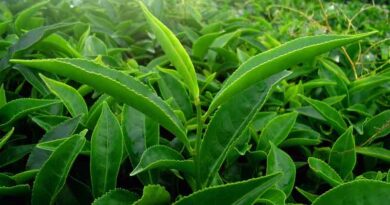 North East region to be promoted as agri export hub: APEDA