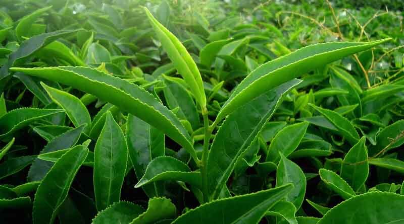 North East region to be promoted as agri export hub: APEDA