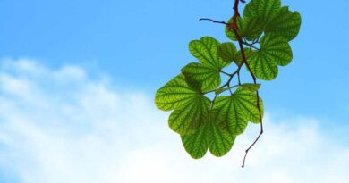 How to recognise nutrient deficiency in plants