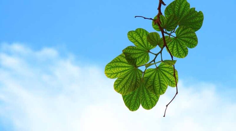 How to recognise nutrient deficiency in plants