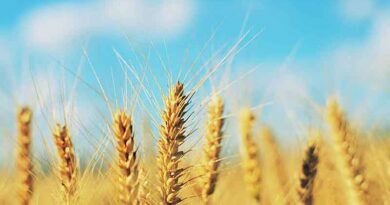 Indian government has procured 187.89 LMT wheat till now