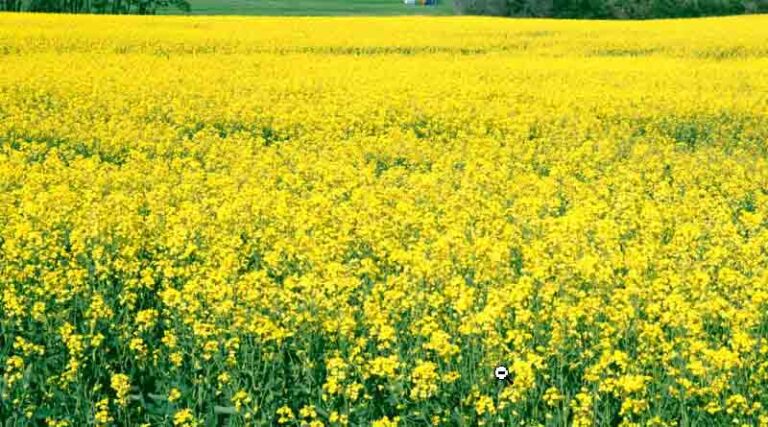 Farmers growing pulses and oilseed crops will get assistance of Rs. 4,000 per acre