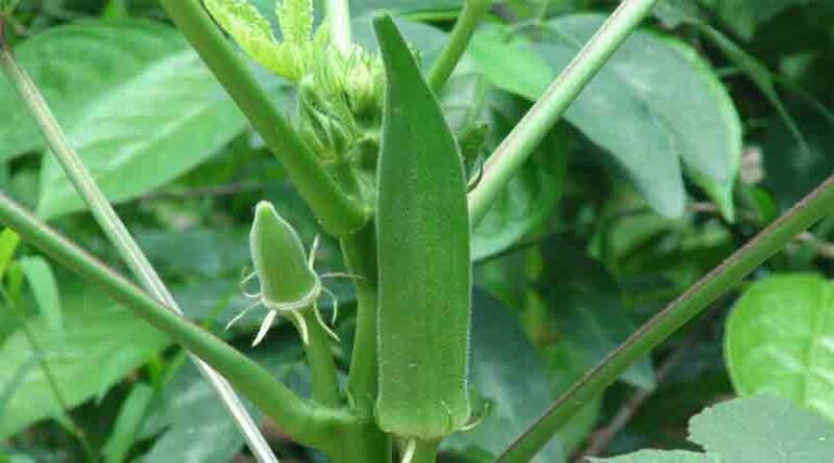 Okra variety ARKA Anamika-TFL