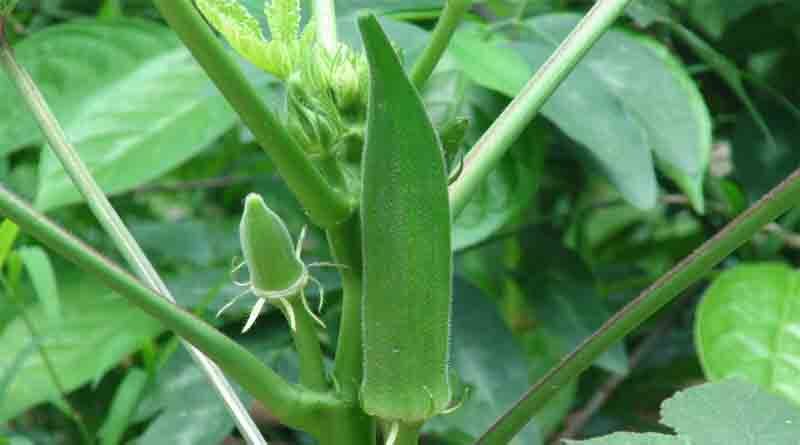 Okra variety ARKA Anamika-TFL