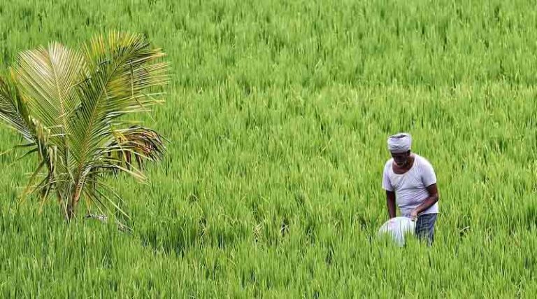 Deficient monsoon hits kharif paddy sowing Area under other crops gain but arhar, maize and groundnut coverage trails