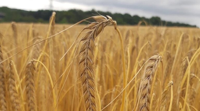Winter malting barley is a profitable option in a strong feed market