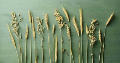 Lantmännen’s harvest forecast: 5.3 million tonnes of grain