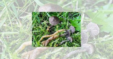 Fungi new to the UK discovered in the Cairngorms