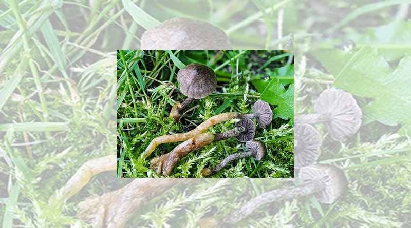 Fungi new to the UK discovered in the Cairngorms