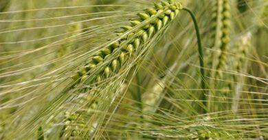 Argentinian farmers slow wheat export sales