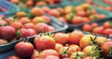 Processed food exports witness growth of 36.4% during the 1st quarter