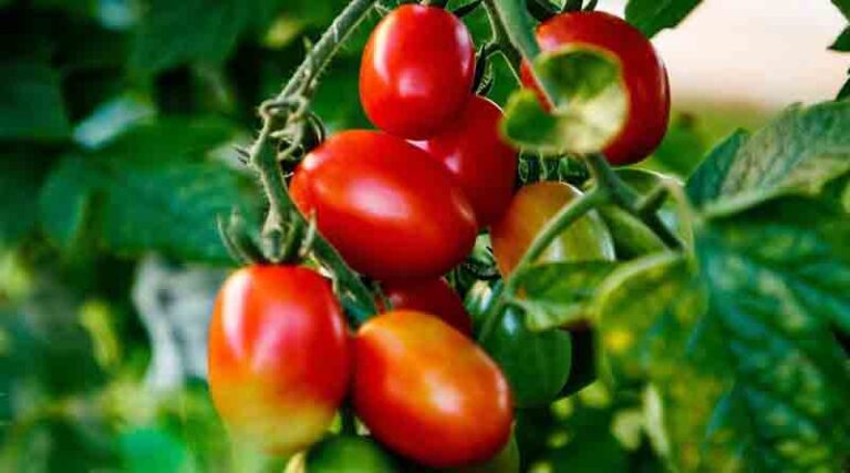 Tomato hybrid variety