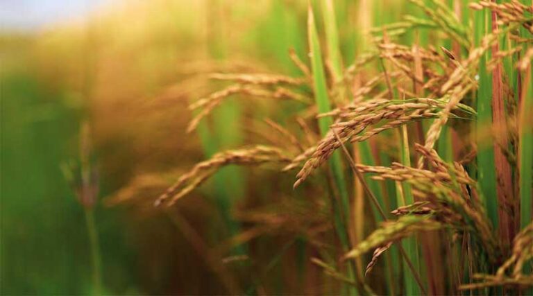 Nisun International Cooperates with Pinhutang Distillery to Facilitate Agricultural Product Purchases