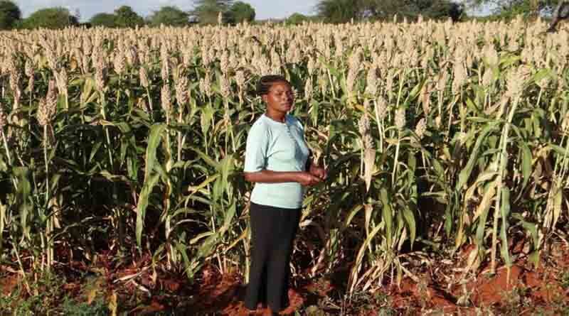ICRISAT-AGRA collaborate on drought tolerant crops value chain development
