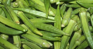 Okra Variety Kashi Chaman fetches bumper yield