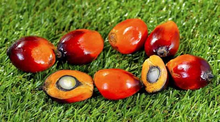 3F Oil Palm to set up state-of-the-art Oil Palm Factory in Arunachal Pradesh