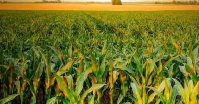 Farmmi Targets North American Growth with New Canadian Subsidiary and Latest Order