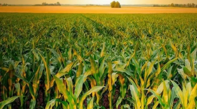 Farmmi Targets North American Growth with New Canadian Subsidiary and Latest Order