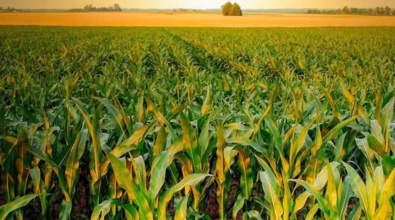 Mann govt to promote utilization of fermented organic manure in agriculture & horticulture: aman arora