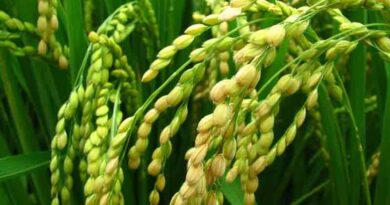Reiterates commitment to safeguard the interests of the farmers at every cost
