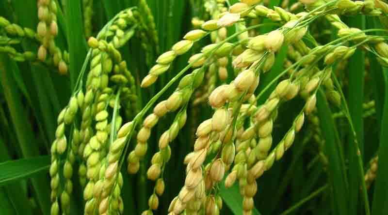 Reiterates commitment to safeguard the interests of the farmers at every cost