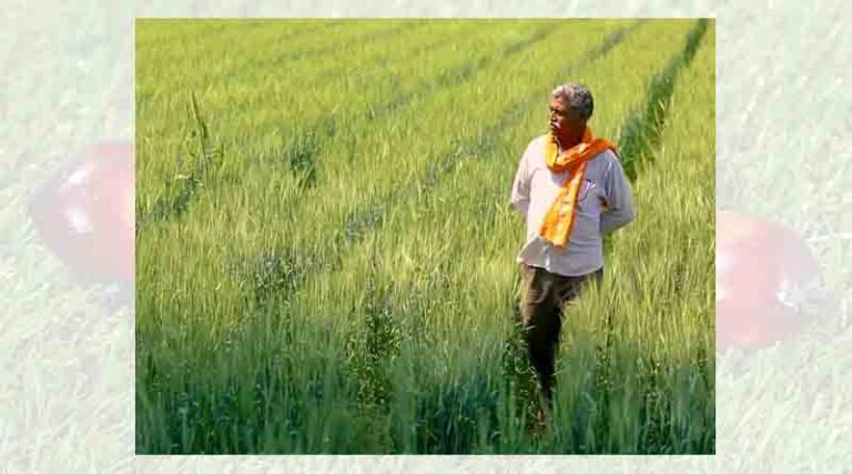 Journal Article Surveys Global Regulatory Landscape for Commercialization of Biofortified Foods