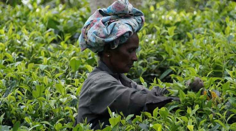 Sri Lanka permits Glyphosate use; No More import restriction