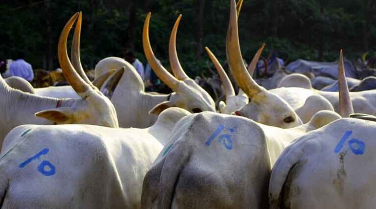 Lumpy Skin Disease in cattle spreading fast across India