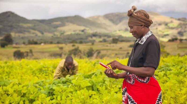 Multi-channel approach to extension reaps benefits for farmers fighting fall armyworm pest in Eastern Rwanda
