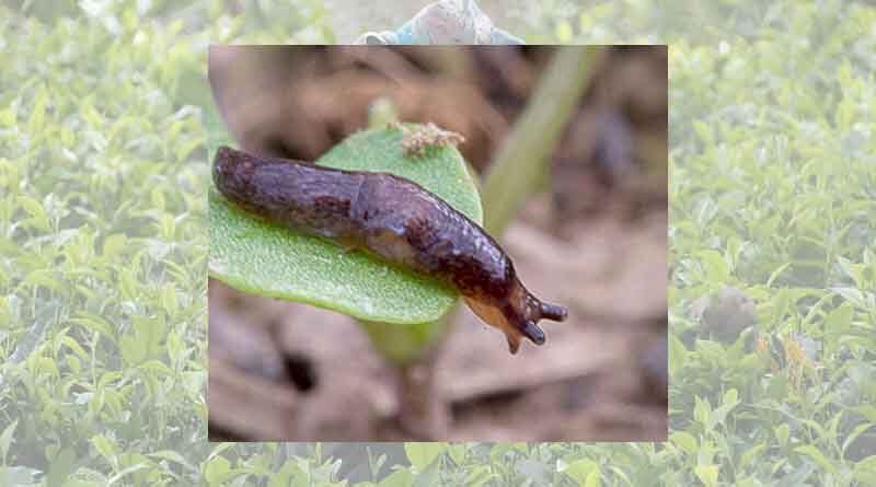 Latest GRDC slug control tactics now available for growers