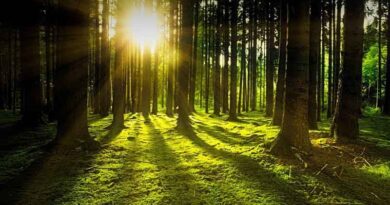 England Woodland Creation Offer to transition into Local Nature Recovery scheme in 2025