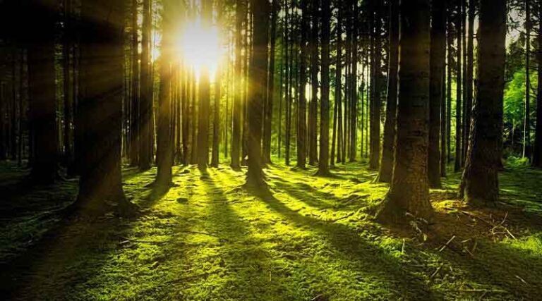 England Woodland Creation Offer to transition into Local Nature Recovery scheme in 2025