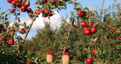 Local workforce helps family apple business weather challenging times