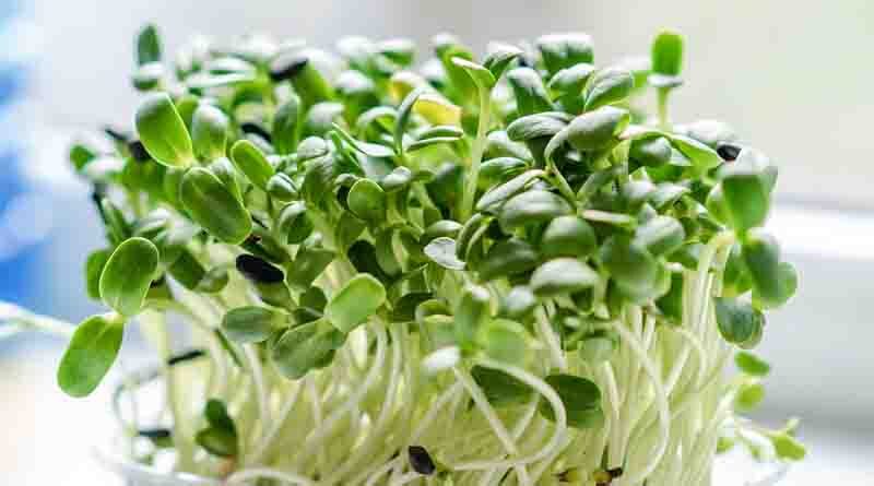 Microgreens business bounces back after Covid