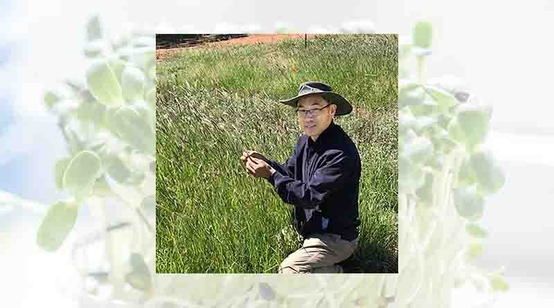Australia: NSW farmers research-ready to tackle feathertop Rhodes grass