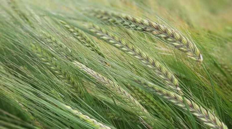 SY VESSEL: A unique winter malting barley in a brewing world