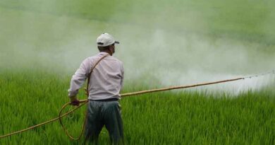 Punjab government bans 10 agrochemicals to save basmati rice exports