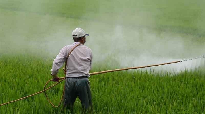 Punjab government bans 10 agrochemicals to save basmati rice exports