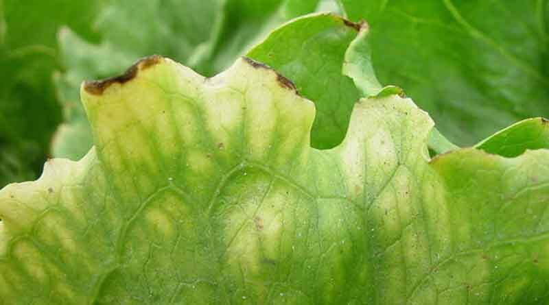 Agdia Releases Rapid Molecular Diagnostic for Detection of Emerging Viral Pathogen in Cannabis