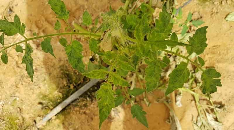 ToBRFV in Tomato Plants