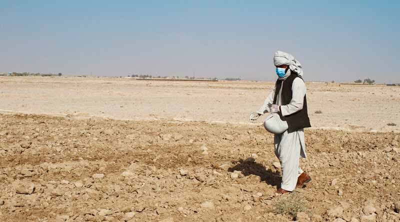 Afghanistan: Boosting local food production, generating incoming and reviving rural markets