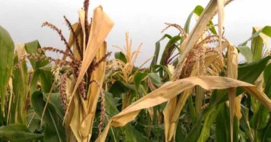 Climate change and heat stress on crops poses a serious threat to agriculture. Can seaweed extracts help?