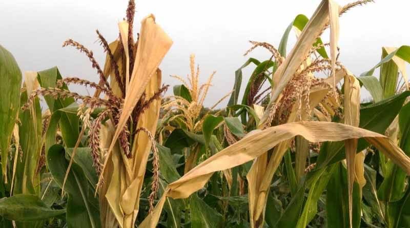 Climate change and heat stress on crops poses a serious threat to agriculture. Can seaweed extracts help?