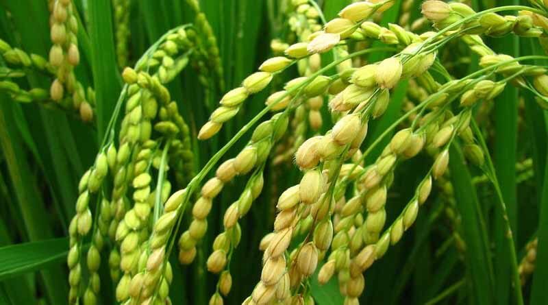 Cause of stunting in paddy crop across Punjab and Haryana unknown; Farmers advised to control pests