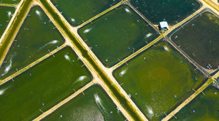 The Ministry of Agriculture will provide retroactive support to fishermen, of an amount of NIS 3 million, for the shutdown