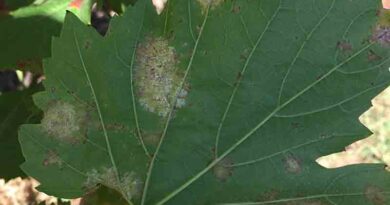Downy mildew concern in grapevines shines light on unique new fungicide