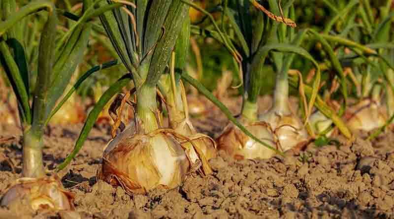 India may export Tomatoes and Onions to Pakistan